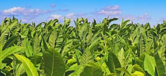 2025年煙草行業報告合集（共27套打包）
