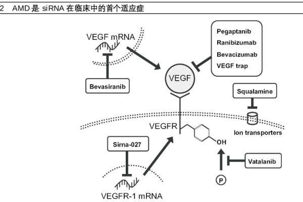 siRNA是什么？和miRNA的異同點有哪些？