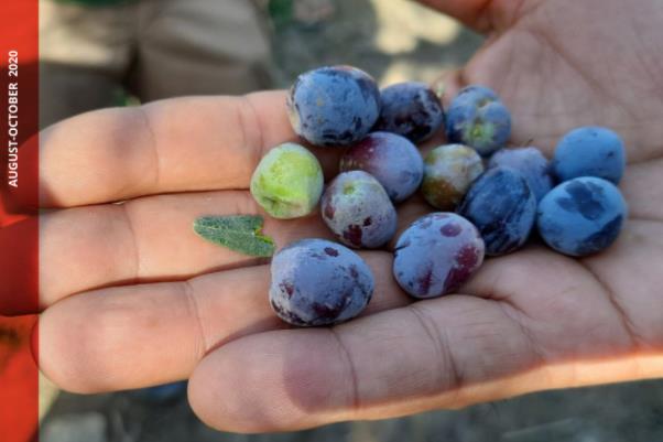 世界糧食計劃署：新冠疫情對伊拉克糧食有什么影響？如何應對？