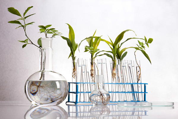 植物照明什么意思？龍頭股有哪些？植物照明龍頭股一覽