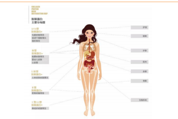 什么是膠原蛋白？應用領域有哪些？主要功能介紹