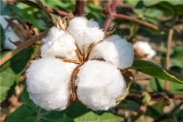 2021年中國棉花產量，歷年棉花產量數據